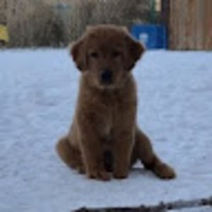 Meet your Posher, Broady